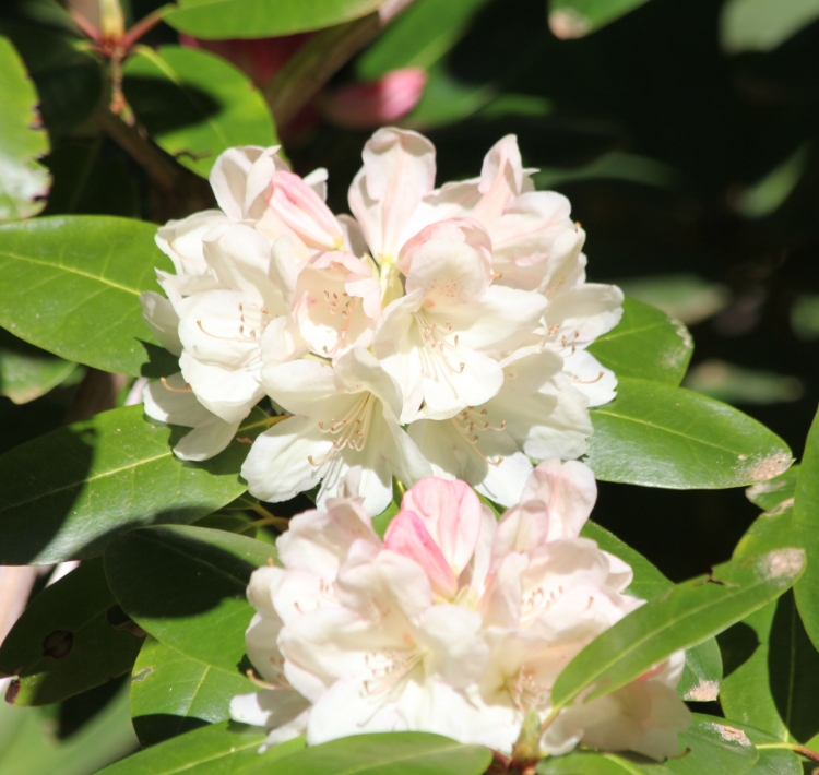 Rhododendron Bloom